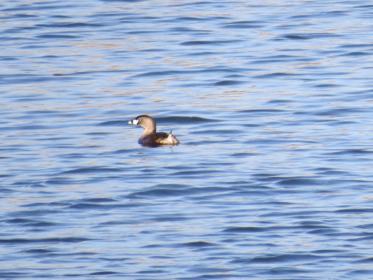 Pied-billed Grebe - ML54673581