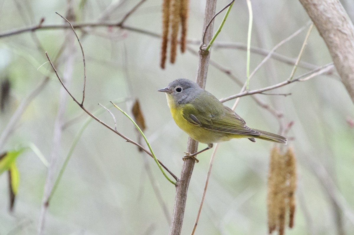 Nashville Warbler - ML546738741