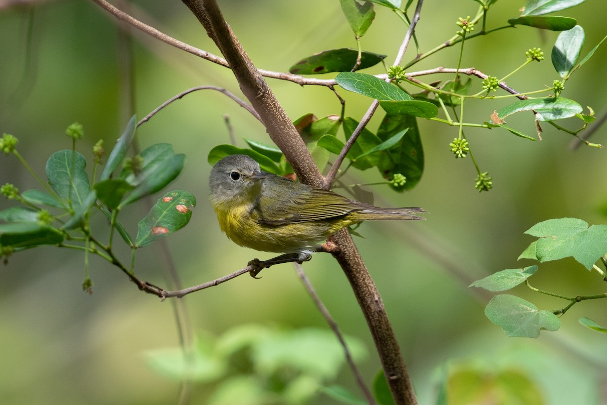 Rubinfleck-Waldsänger - ML546738961