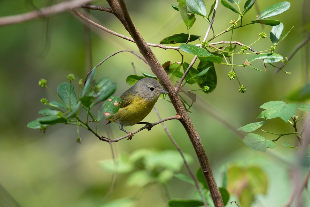 Rubinfleck-Waldsänger - ML546738981