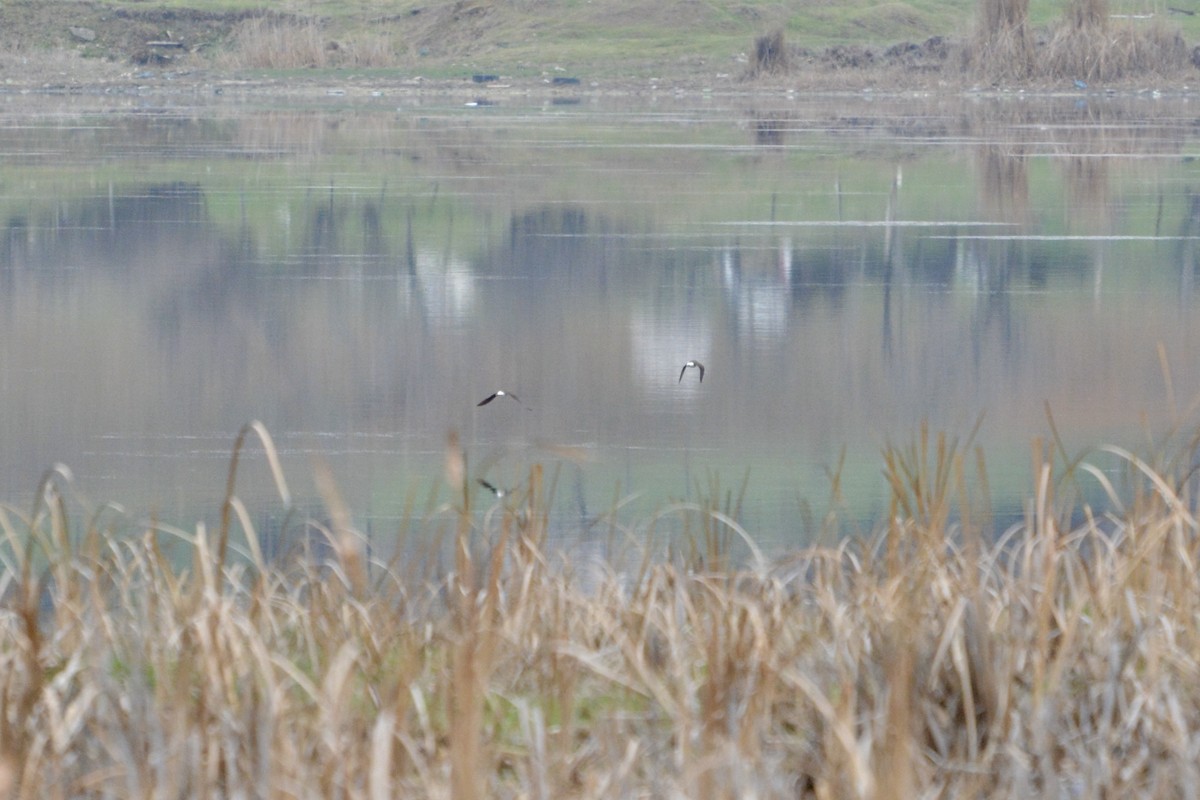 Green Sandpiper - ML546739891