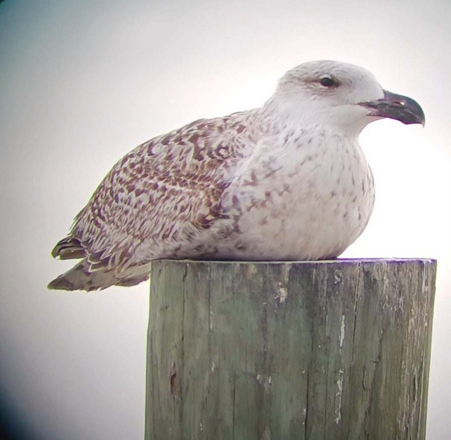 Great Black-backed Gull - ML546740061