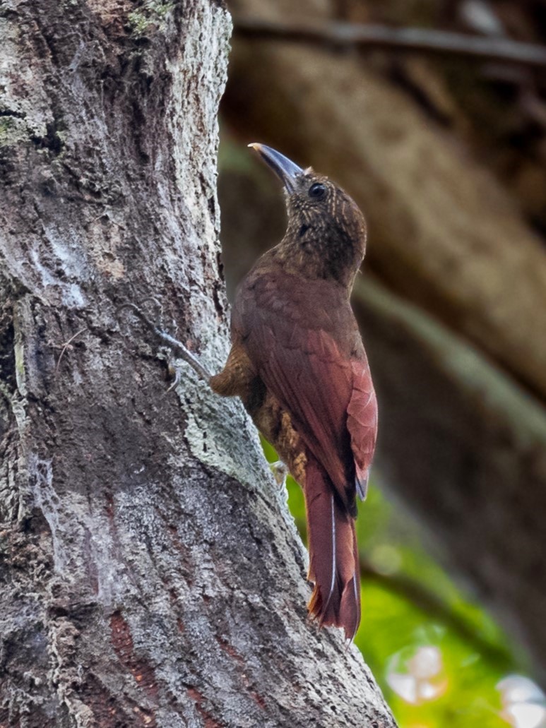 Hoffmanns's Woodcreeper - Héctor Bottai