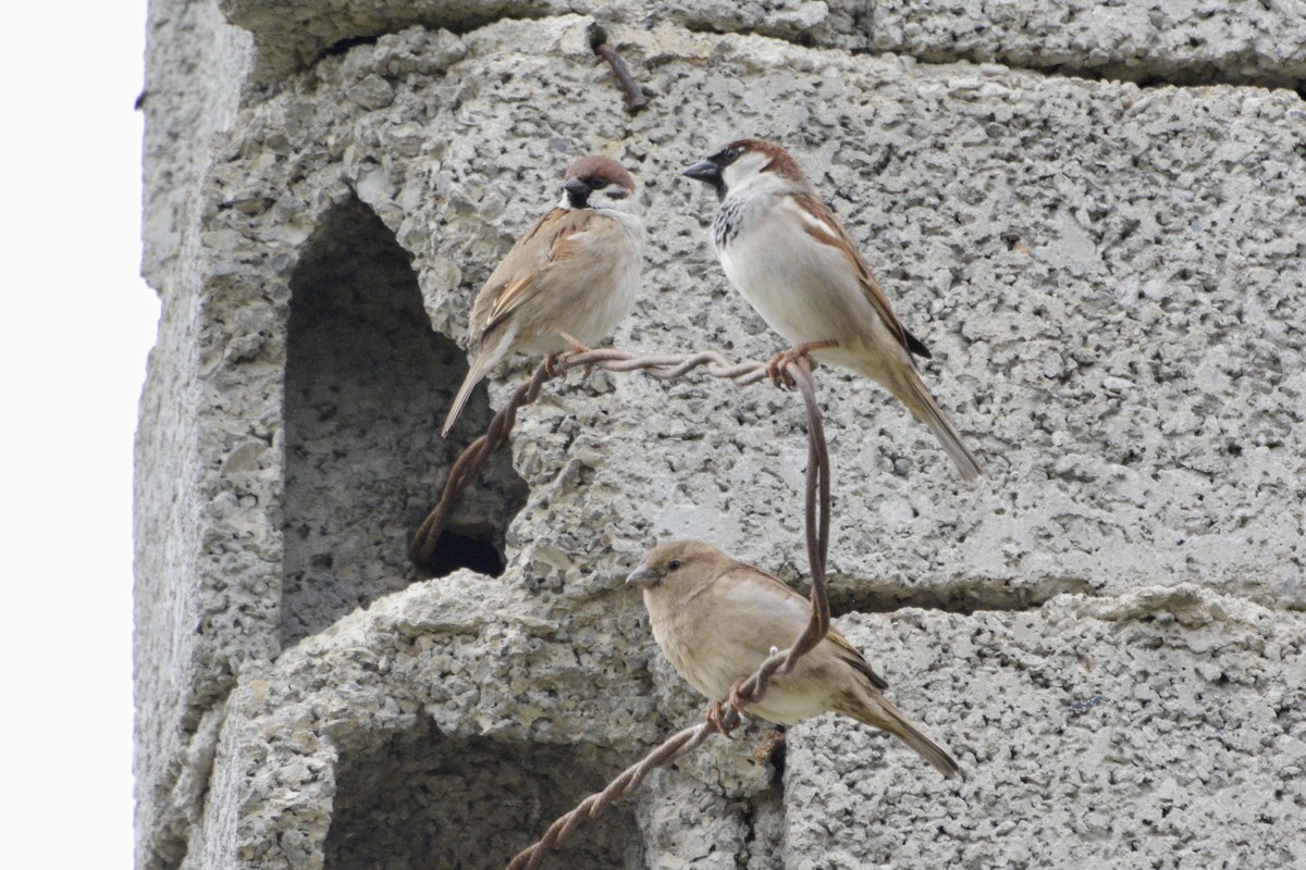 House Sparrow - ML546740961