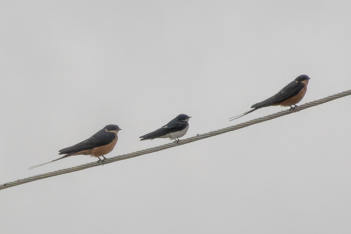 Pied-winged Swallow - David Spencer