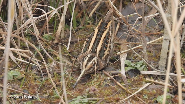 Jack Snipe - ML546742361