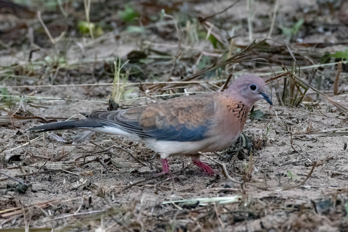 Laughing Dove - ML546742371