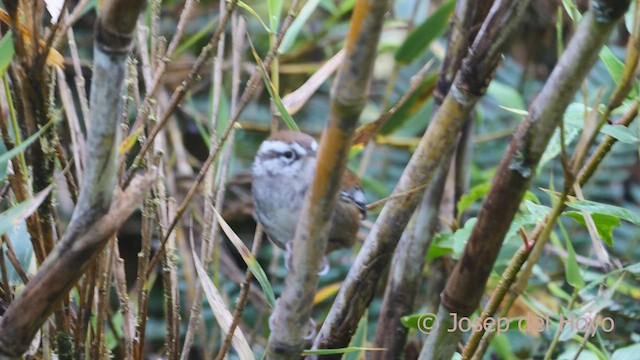 Timberline Wren - ML546743151