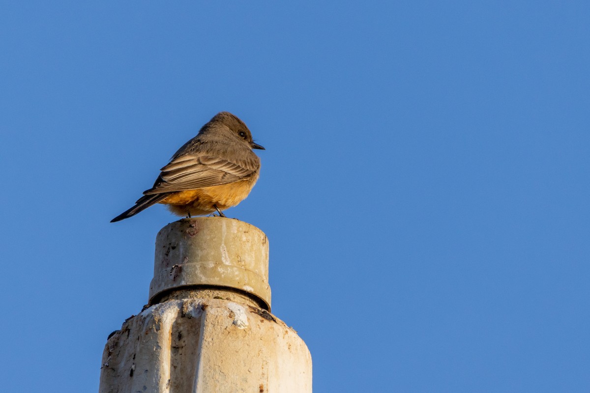 Say's Phoebe - ML546743341