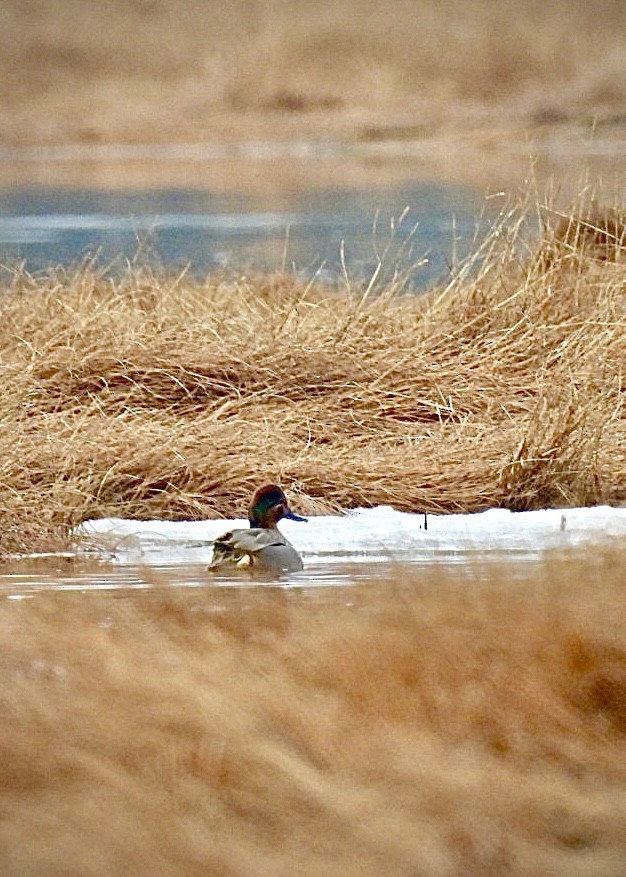 Green-winged Teal - Donna Reis