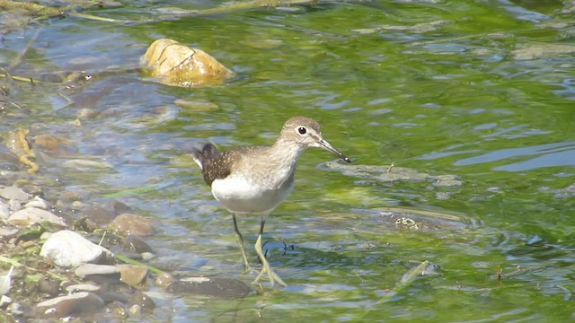 Solitary Sandpiper - ML546745421