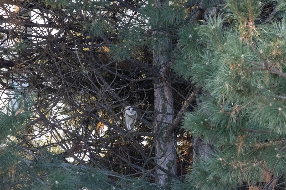 American Barn Owl - ML546745801