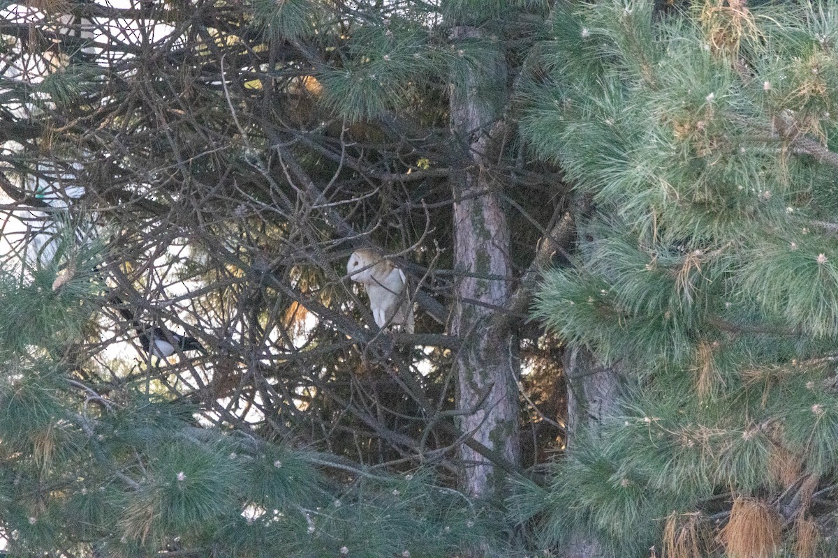 American Barn Owl - ML546745811