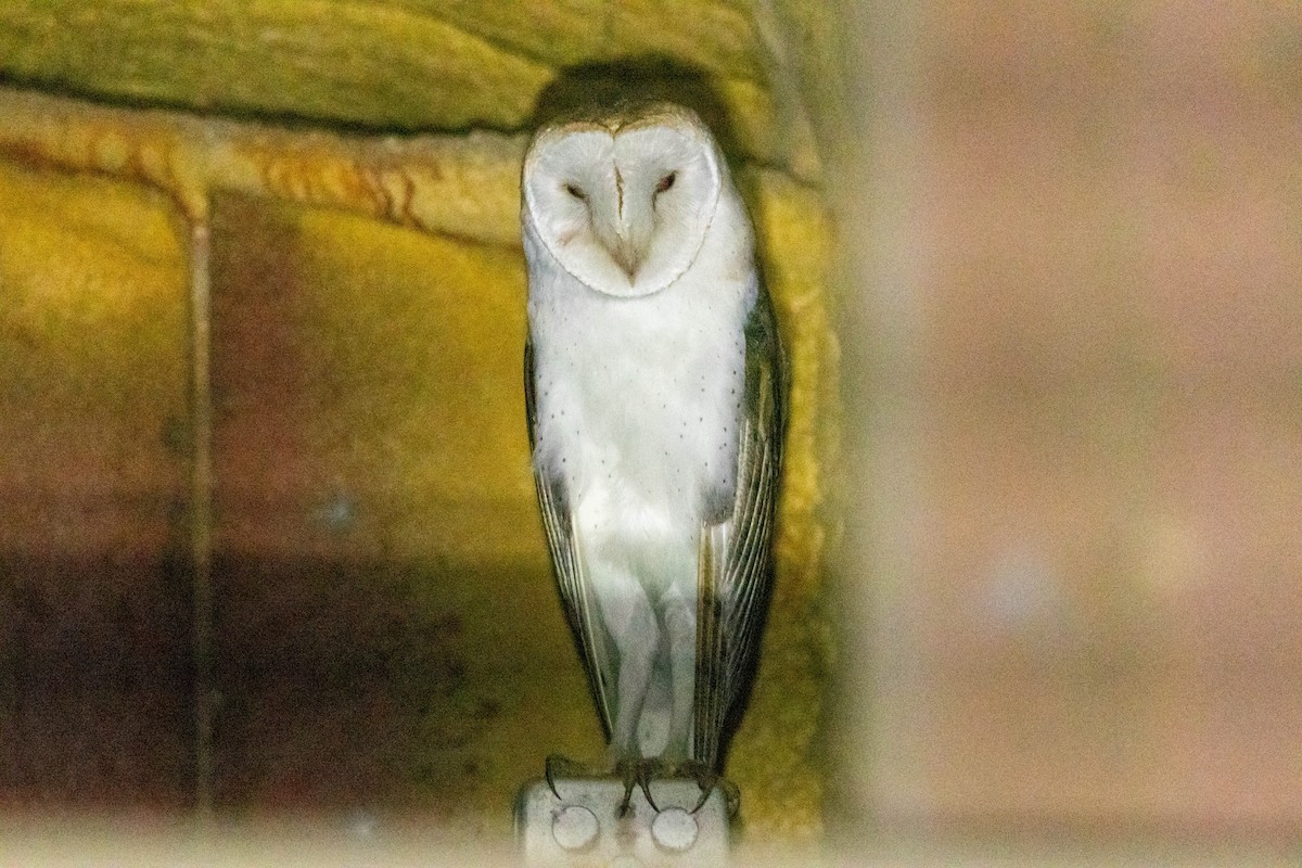American Barn Owl - ML546745821