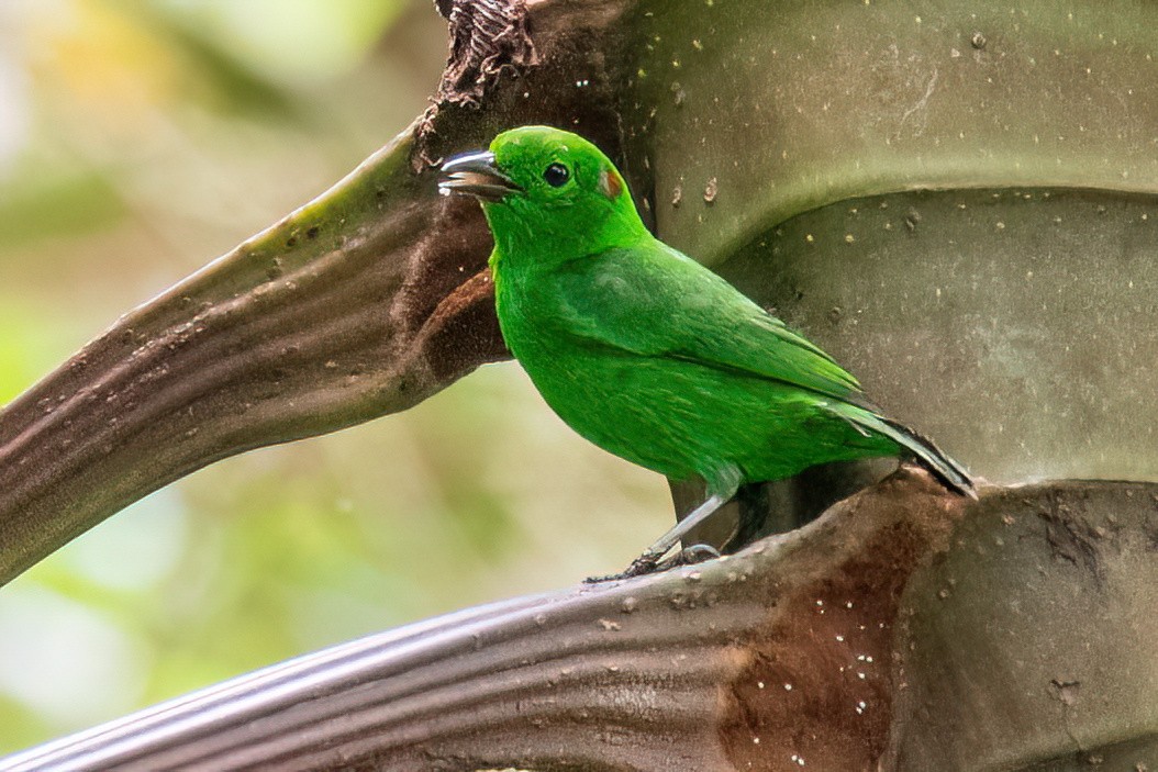 Glistening-green Tanager - ML546745961