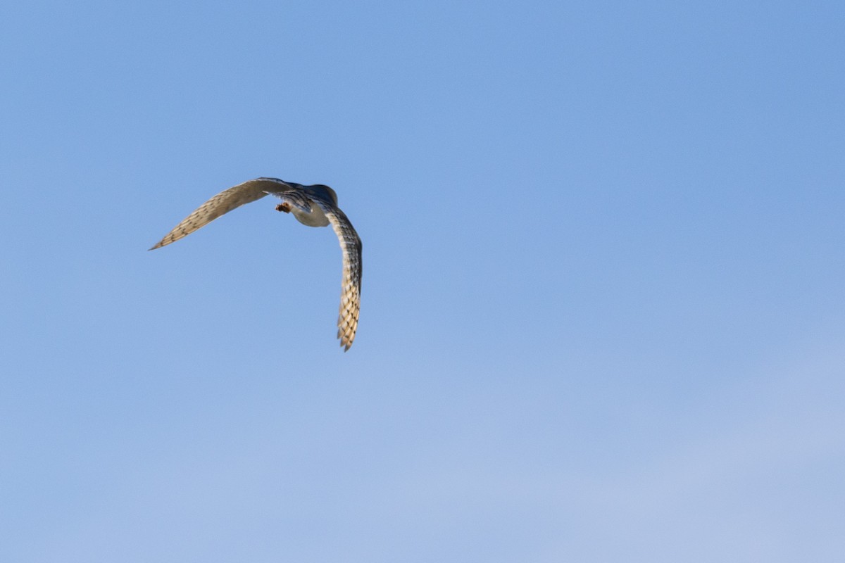 American Barn Owl - ML546746131