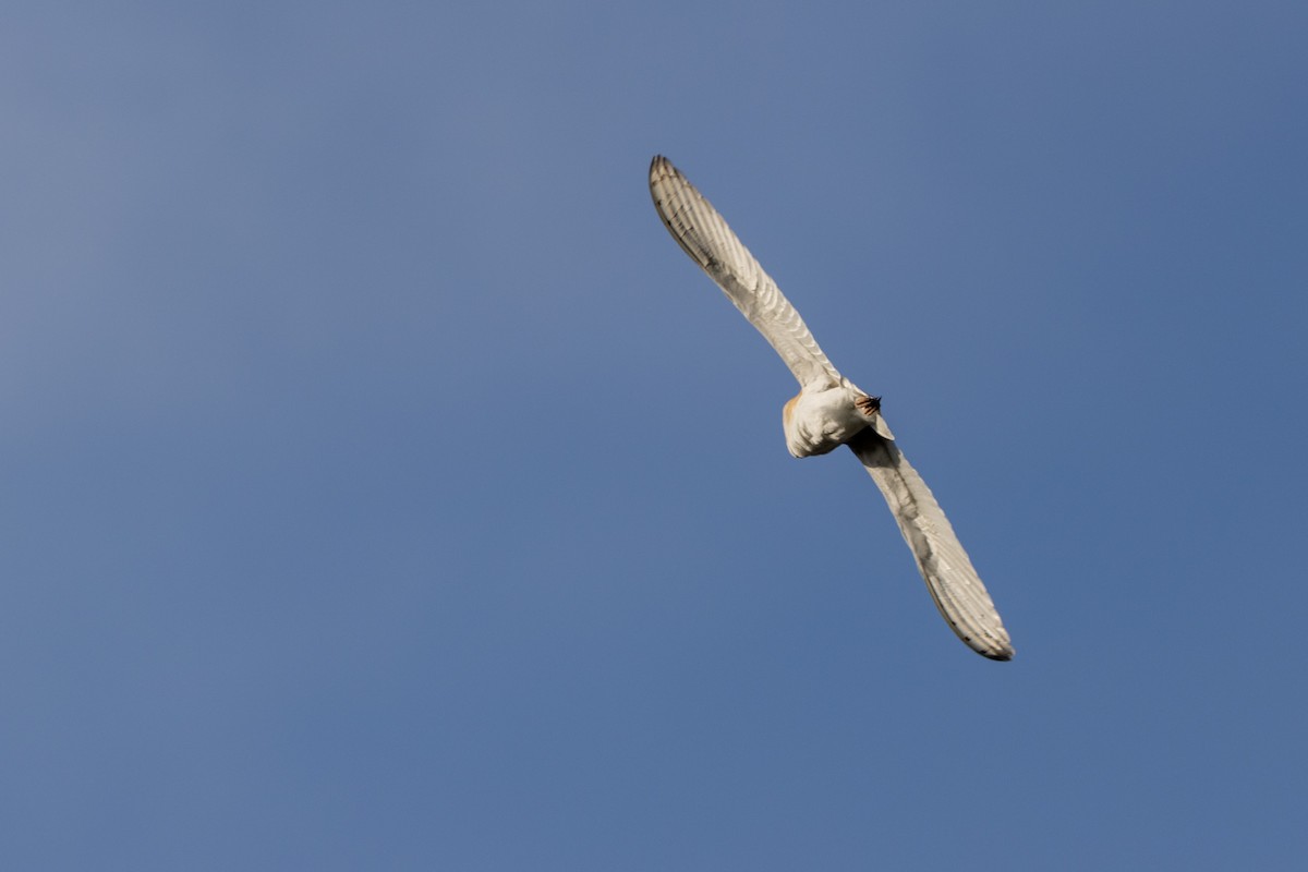 American Barn Owl - ML546746141