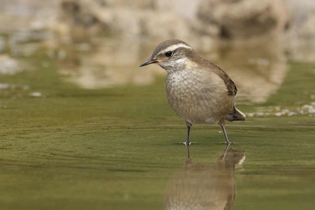 Buff-winged Cinclodes - ML546747341