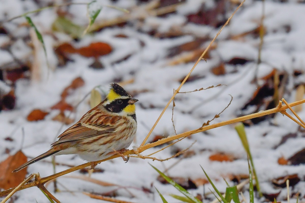 Yellow-throated Bunting - ML546747421