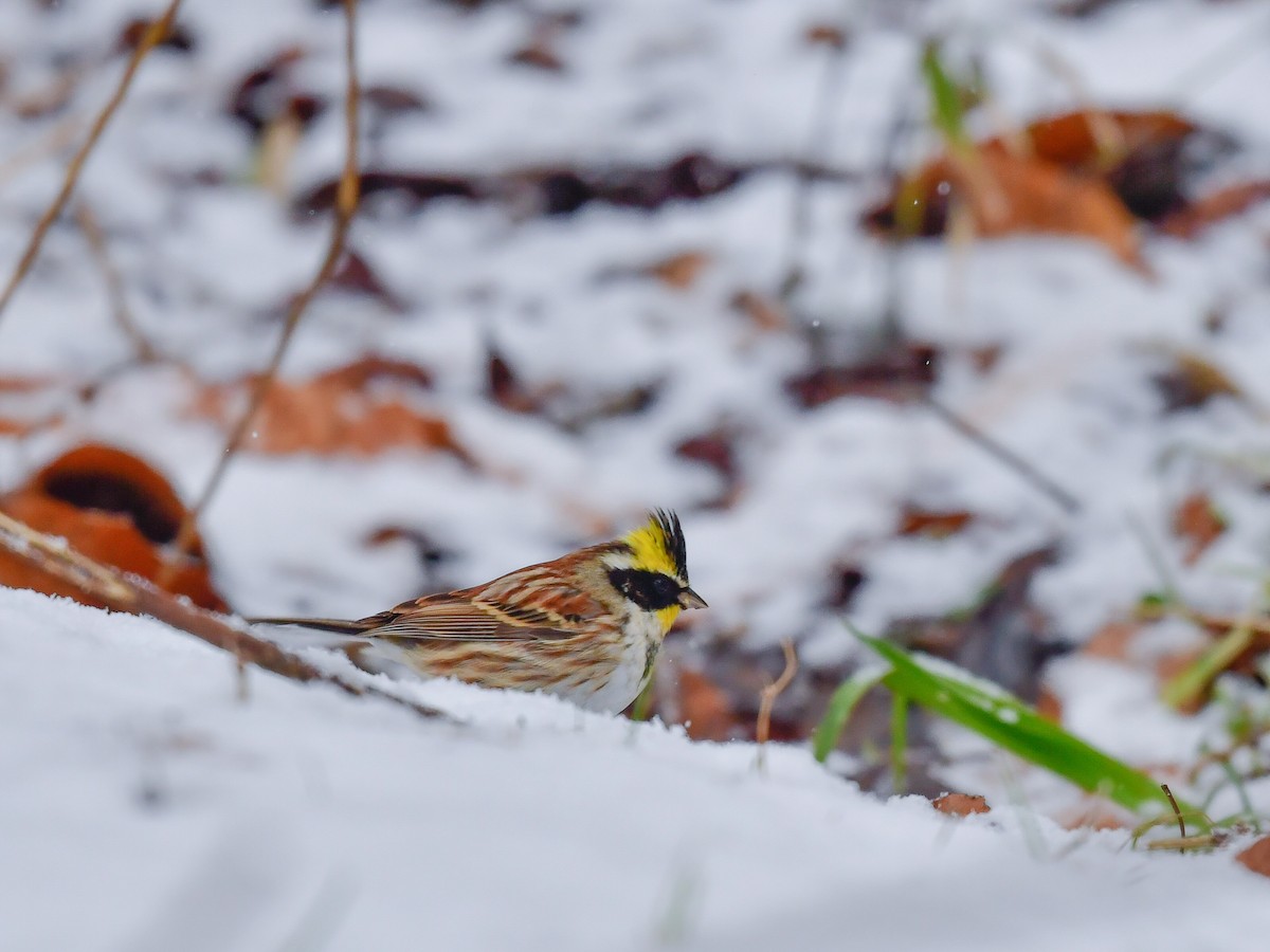 Yellow-throated Bunting - ML546747431