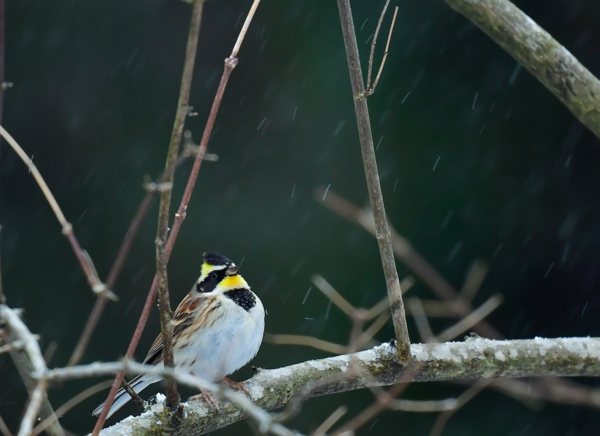 Yellow-throated Bunting - ML546747441