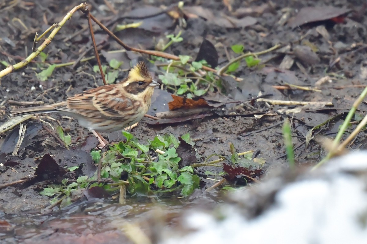 Yellow-throated Bunting - ML546747451