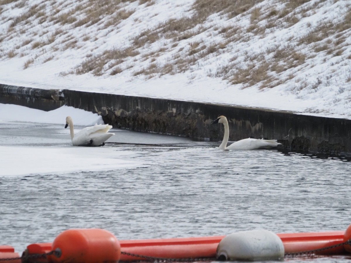 Cisne Trompetero - ML546747471