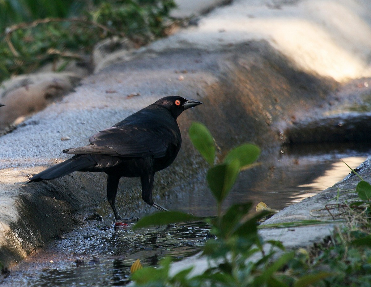 Giant Cowbird - ML546747811