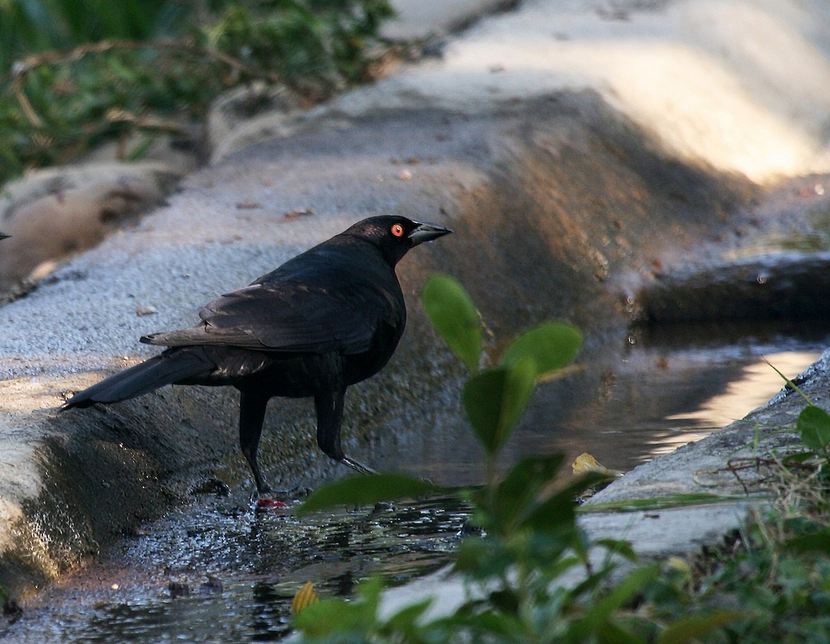 Giant Cowbird - Eduardo Soler