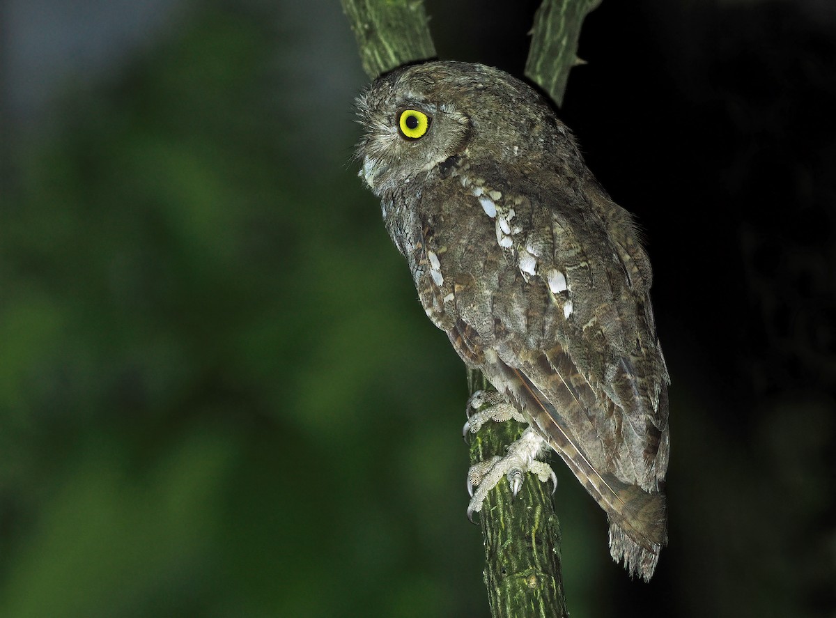 Tropical Screech-Owl - ML546748101