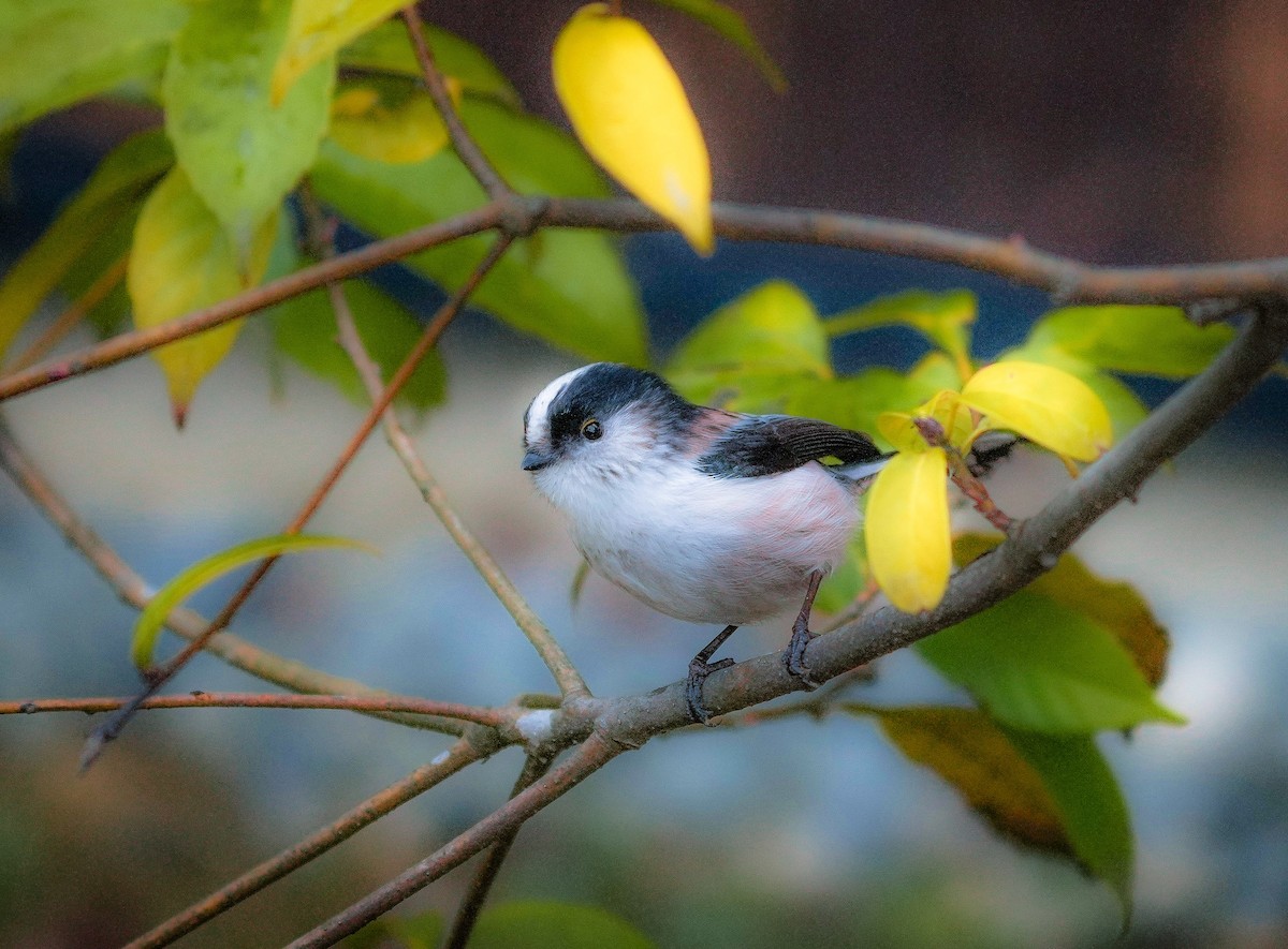 Long-tailed Tit - ML546748211