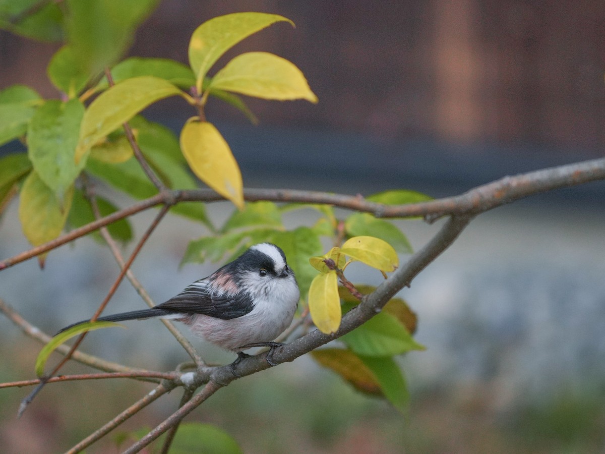Long-tailed Tit - ML546748221