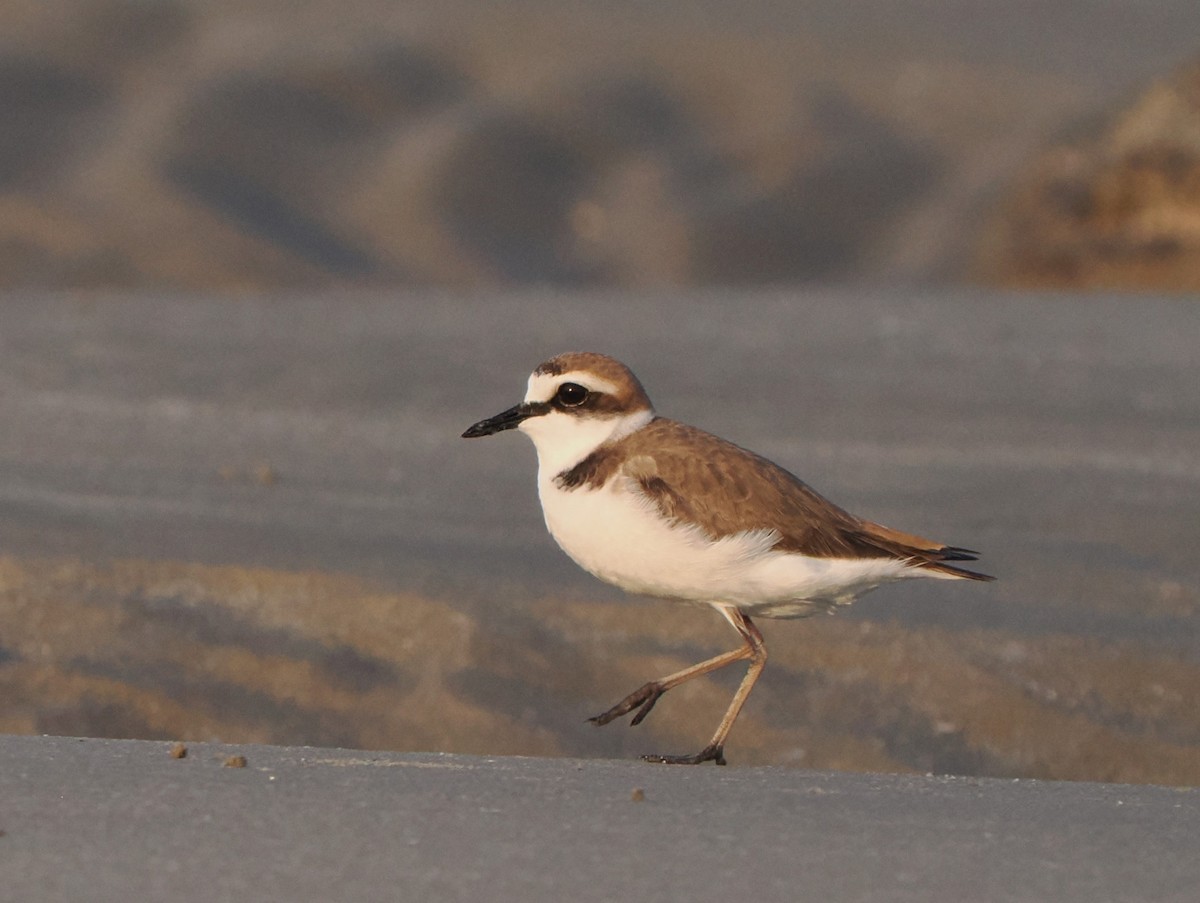 Kentish Plover (Kentish) - ML546750131