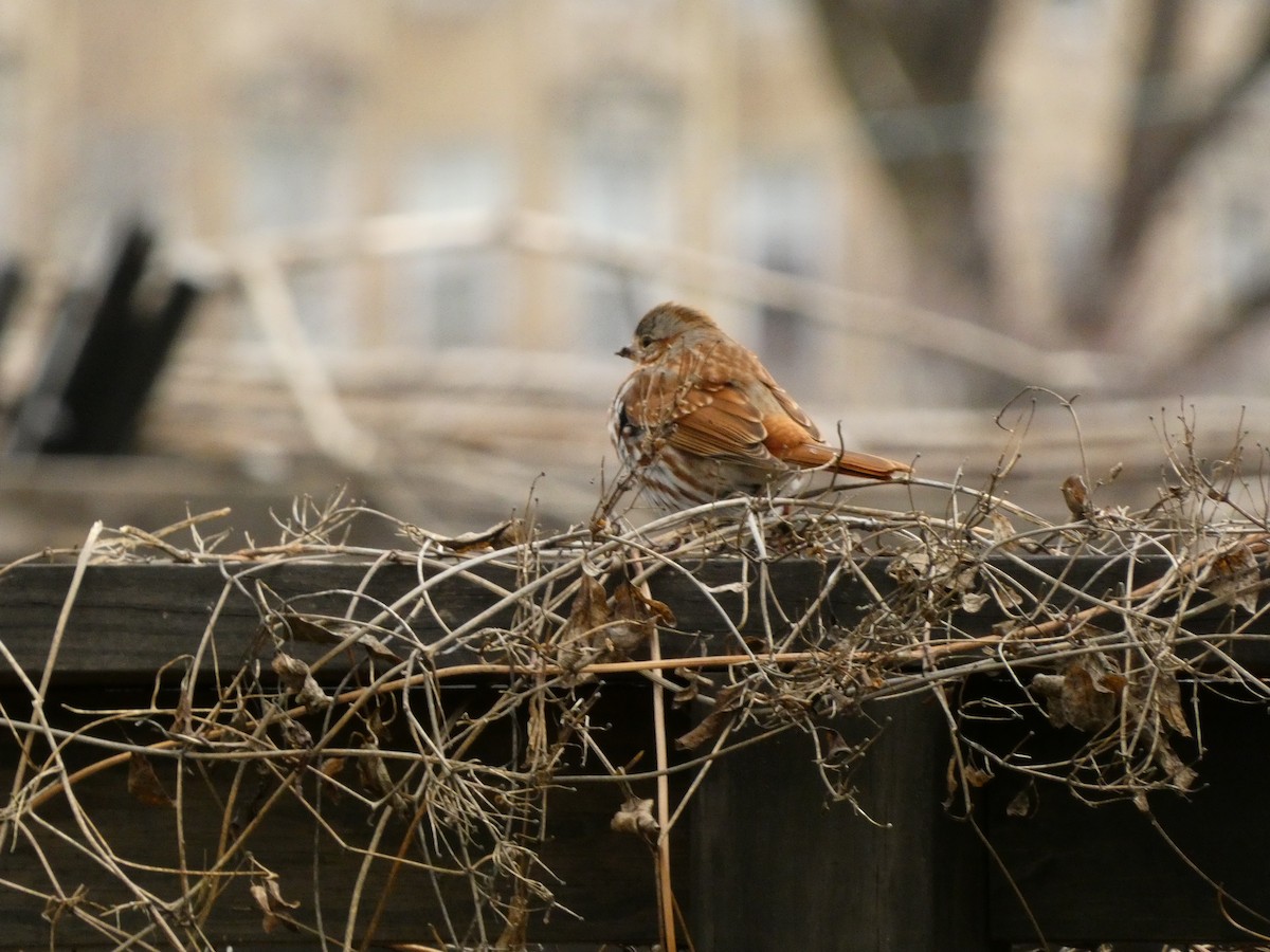 Fox Sparrow - ML546750191