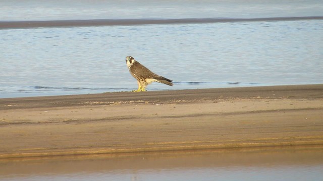 Peregrine Falcon - ML546750201