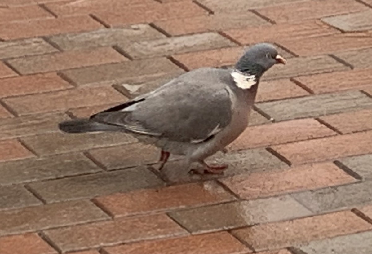 Common Wood-Pigeon - ML546751711