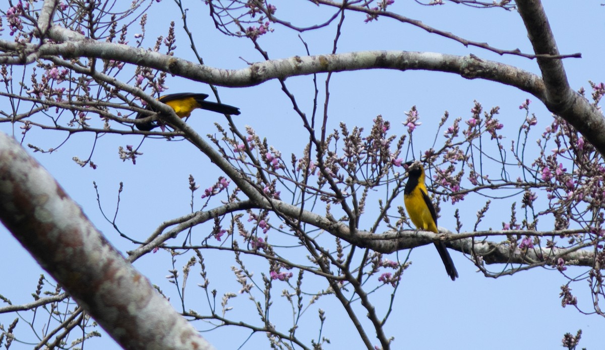 Black-cowled Oriole - ML546752411