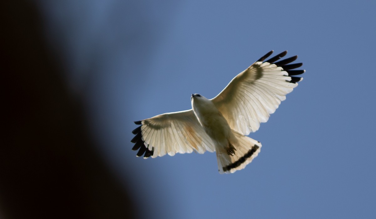 White Hawk - ML546752551