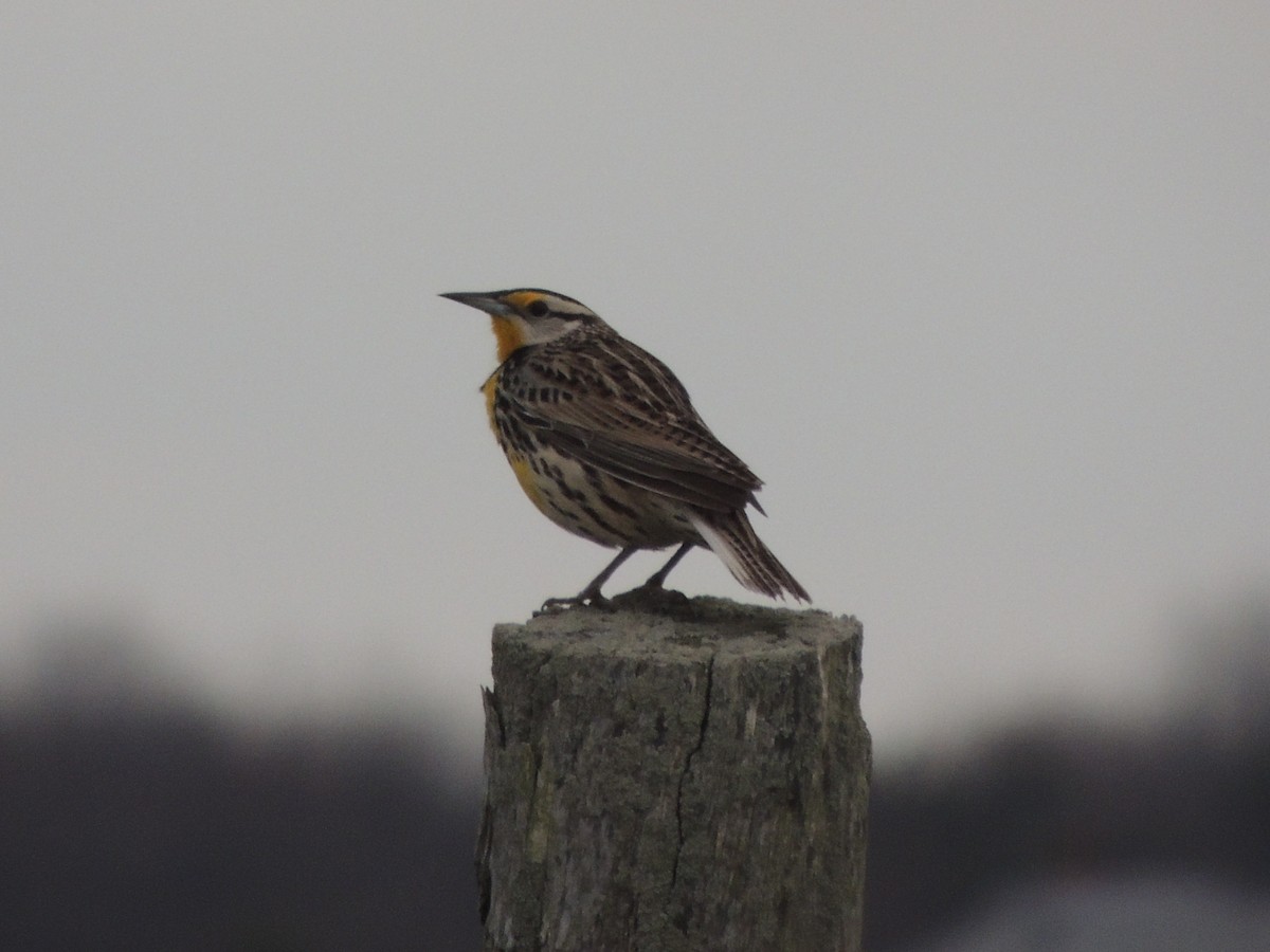 Eastern Meadowlark - ML54675291