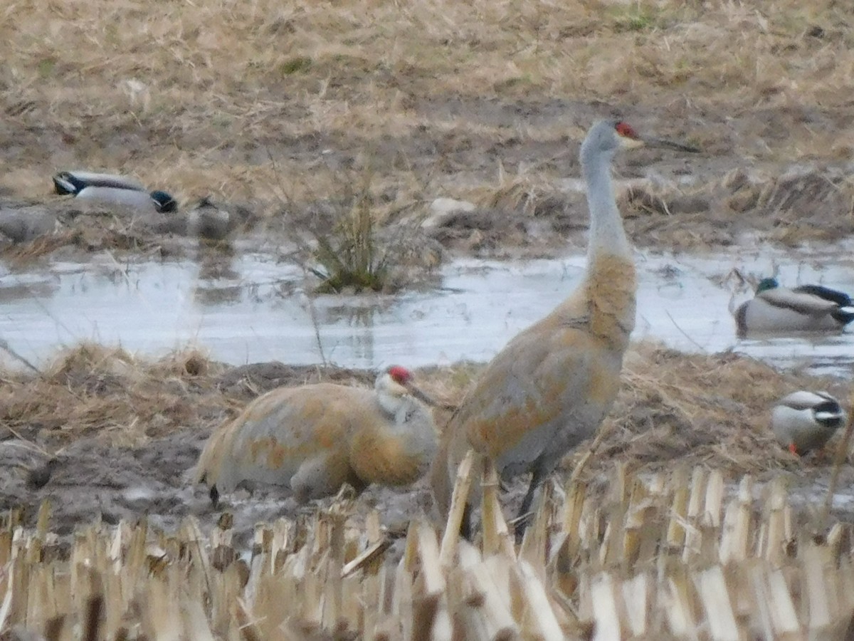 עגור קנדי - ML546753691