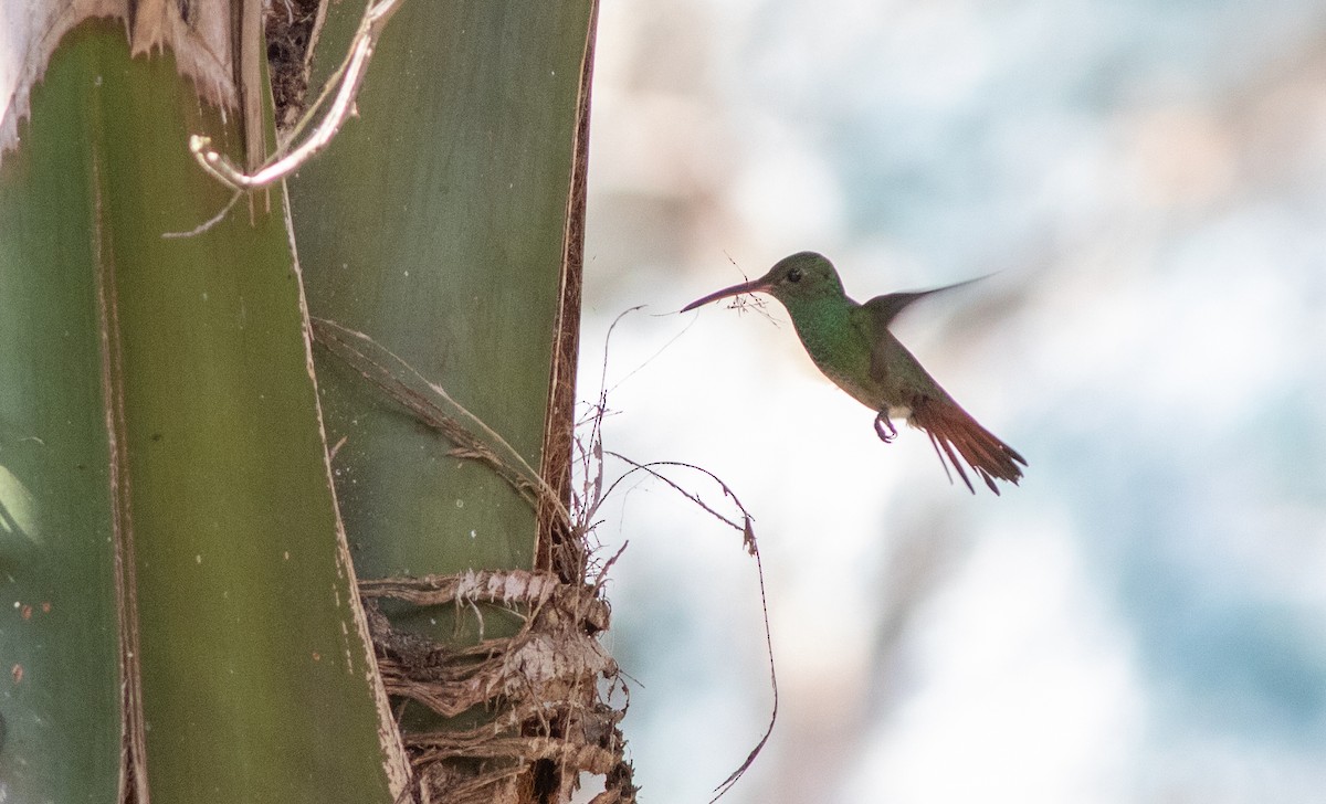 Rufous-tailed Hummingbird - ML546753761