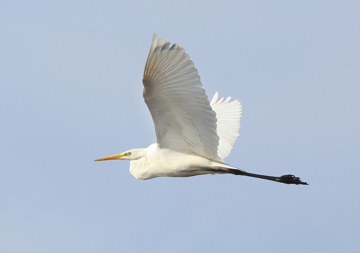 Great Egret - ML546754281