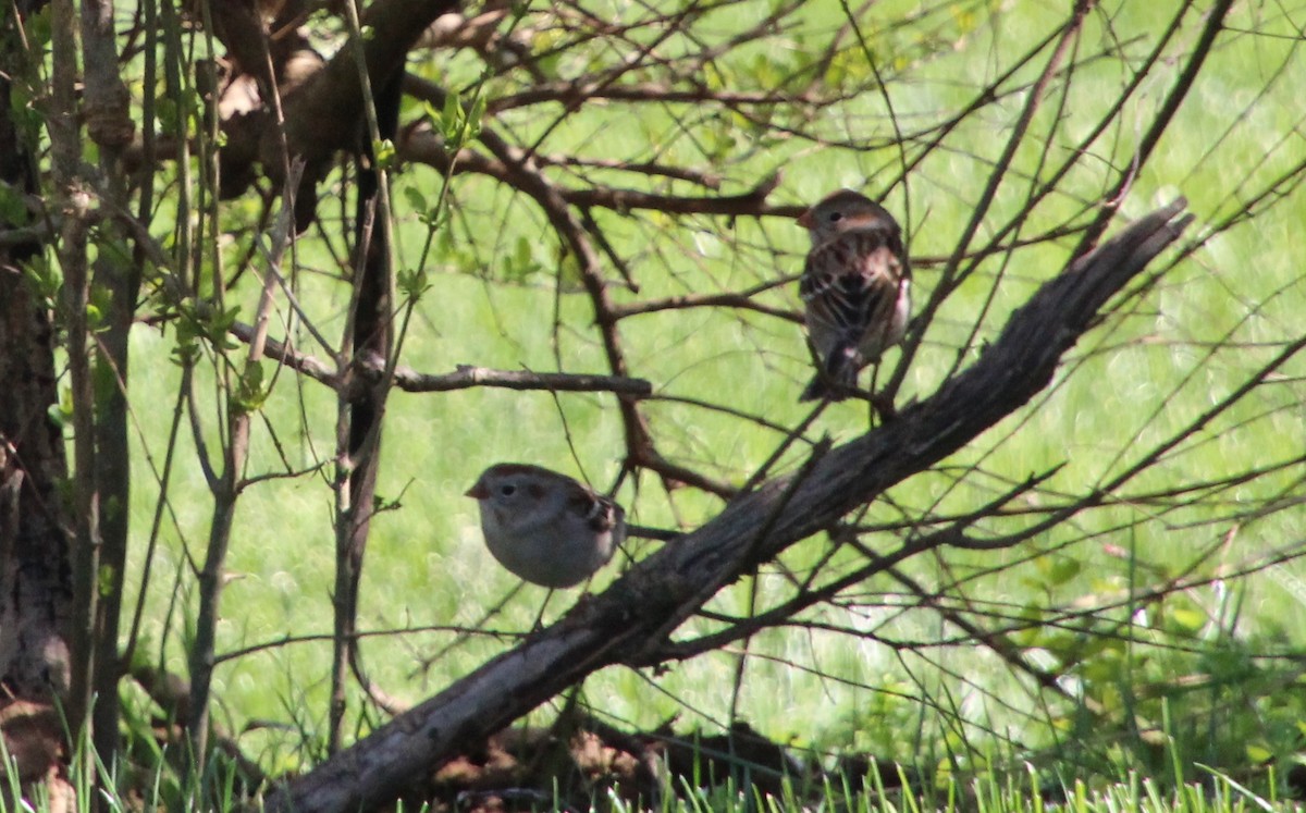 Field Sparrow - ML546756821