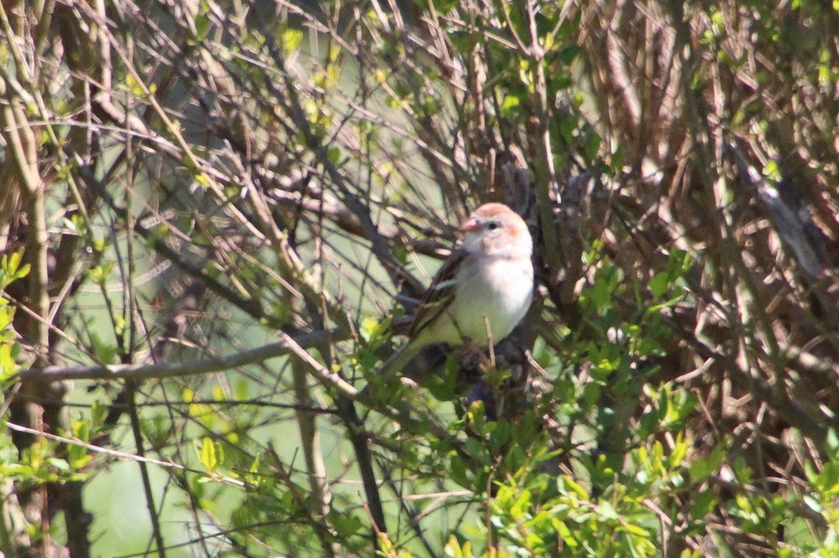 Field Sparrow - ML546756831