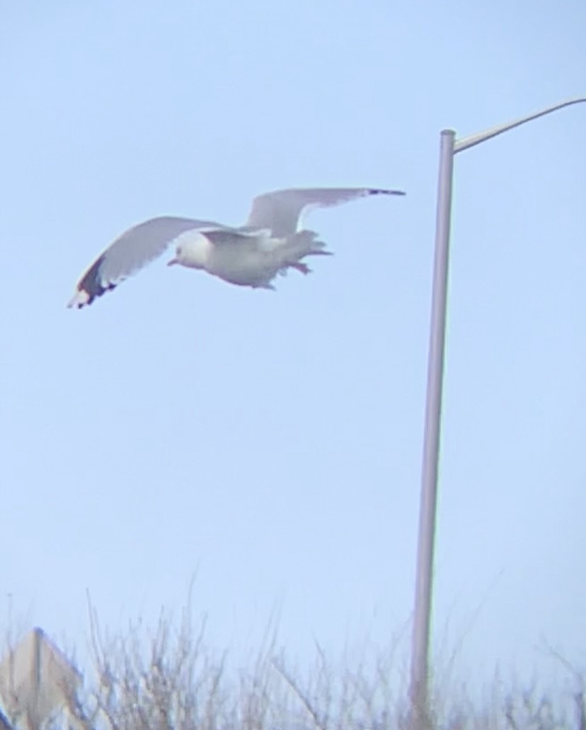 Common Gull (European) - ML546757521