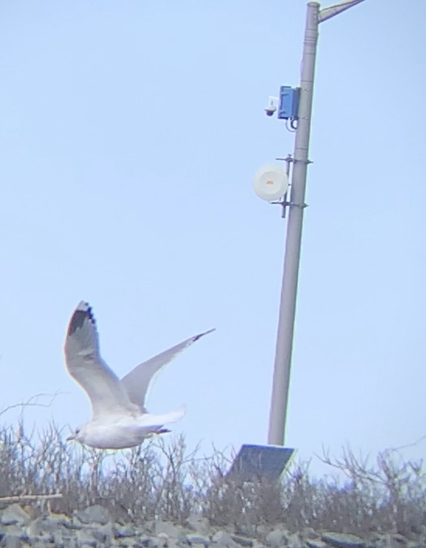 Common Gull (European) - ML546757531