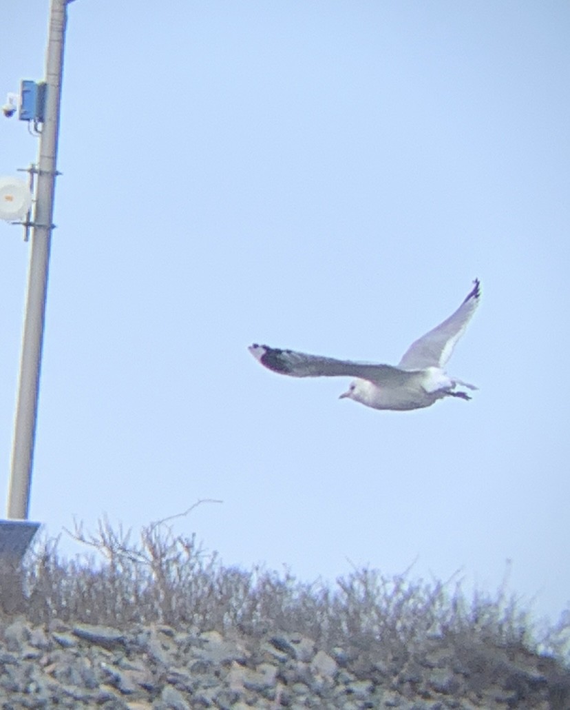 Common Gull (European) - ML546757541