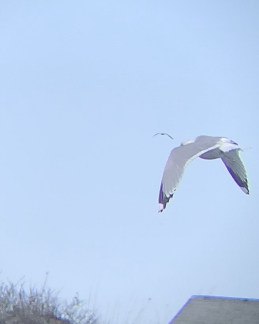 Common Gull (European) - ML546757561