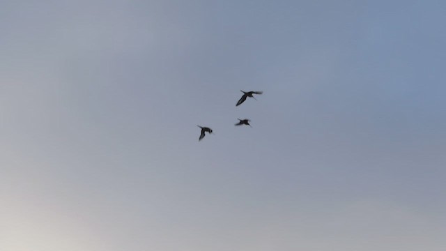 Black-tailed Godwit - ML546758011