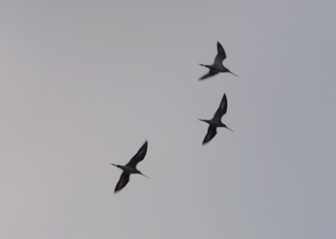 Black-tailed Godwit - Georgi Kamov